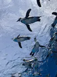 サンシャイン水族館に投稿された画像（2024/5/15）