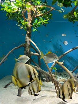 サンシャイン水族館に投稿された画像（2024/5/15）