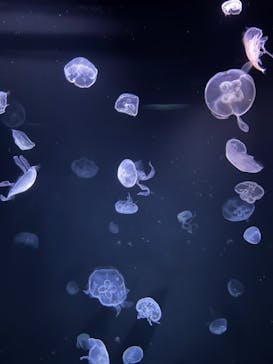 サンシャイン水族館に投稿された画像（2024/5/15）