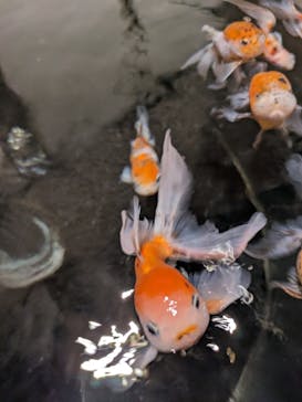 AQUARIUM × ART　atoaに投稿された画像（2024/5/15）