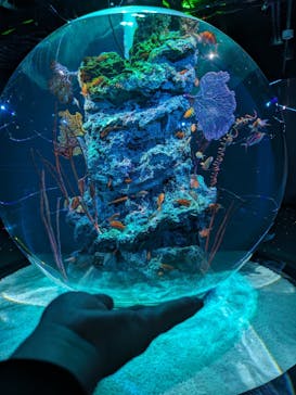 AQUARIUM × ART　atoaに投稿された画像（2024/5/15）