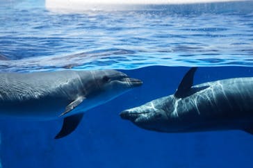 上越市立水族博物館 うみがたりに投稿された画像（2024/5/15）