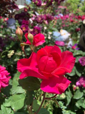 横浜イングリッシュガーデンに投稿された画像（2024/5/15）