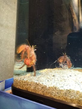 新江ノ島水族館に投稿された画像（2024/5/15）