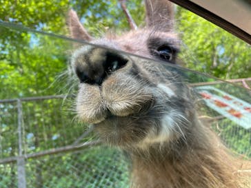 東北サファリパークに投稿された画像（2024/5/15）