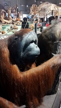 国立科学博物館に投稿された画像（2024/5/15）