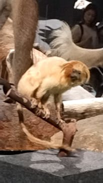 国立科学博物館に投稿された画像（2024/5/15）