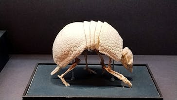 国立科学博物館に投稿された画像（2024/5/15）