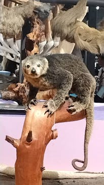 国立科学博物館に投稿された画像（2024/5/15）