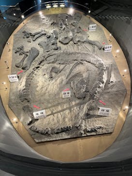 福井県立恐竜博物館に投稿された画像（2024/5/15）