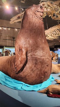 特別展「大哺乳類展３－わけてつなげて大行進」に投稿された画像（2024/5/16）