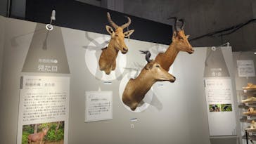特別展「大哺乳類展３－わけてつなげて大行進」に投稿された画像（2024/5/16）
