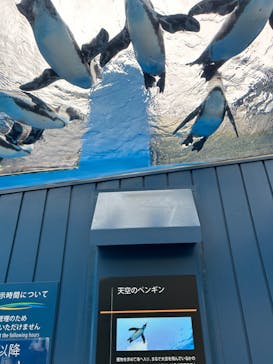 サンシャイン水族館に投稿された画像（2024/5/16）