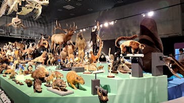 特別展「大哺乳類展３－わけてつなげて大行進」に投稿された画像（2024/5/16）