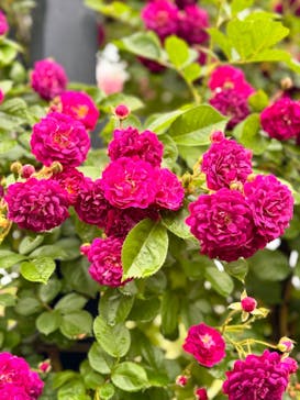 横浜イングリッシュガーデンに投稿された画像（2024/5/16）