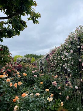 横浜イングリッシュガーデンに投稿された画像（2024/5/16）