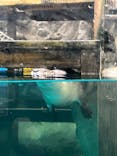 アクアワールド茨城県大洗水族館に投稿された画像（2024/5/16）