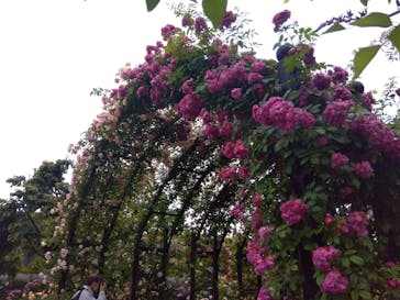 横浜イングリッシュガーデンに投稿された画像（2024/5/16）