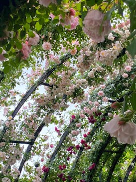 横浜イングリッシュガーデンに投稿された画像（2024/5/16）