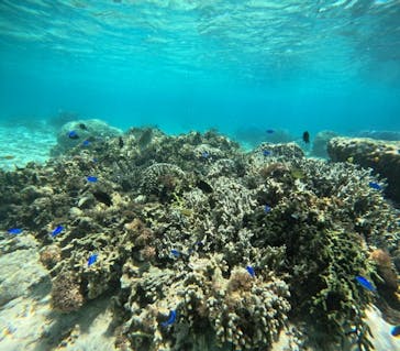 沖縄マリンサービス碧に投稿された画像（2024/5/16）