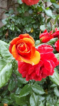 横浜イングリッシュガーデンに投稿された画像（2024/5/16）