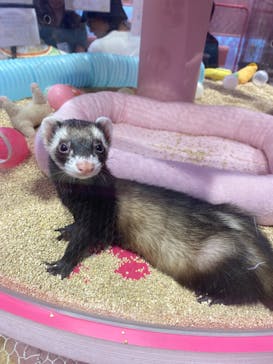 原宿かわいい動物園に投稿された画像（2024/5/16）