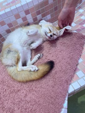 原宿かわいい動物園に投稿された画像（2024/5/16）