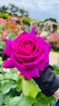 浜名湖花博2024に投稿された画像（2024/5/16）