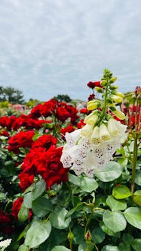 浜名湖花博2024に投稿された画像（2024/5/16）
