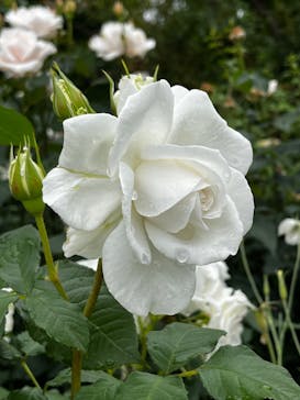 横浜イングリッシュガーデンに投稿された画像（2024/5/16）