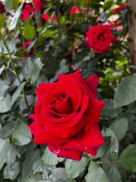 横浜イングリッシュガーデンに投稿された画像（2024/5/16）