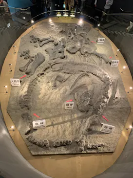 福井県立恐竜博物館に投稿された画像（2024/5/16）