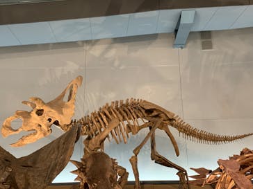 福井県立恐竜博物館に投稿された画像（2024/5/16）