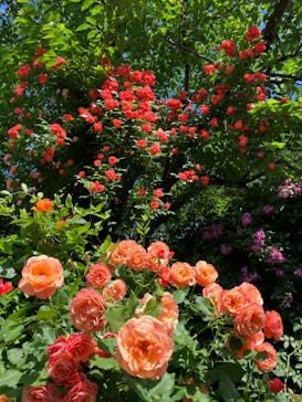 横浜イングリッシュガーデンに投稿された画像（2024/5/16）