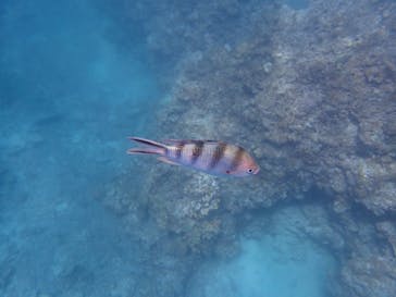 石垣島 ADVENTURE PiPi（イシガキジマアドベンチャーピピ）に投稿された画像（2024/5/16）