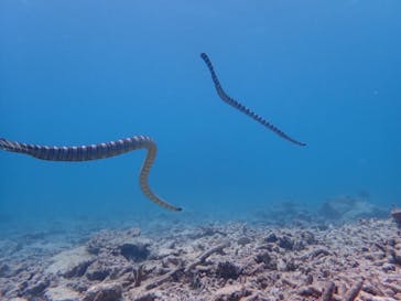 石垣島 ADVENTURE PiPi（イシガキジマアドベンチャーピピ）に投稿された画像（2024/5/16）