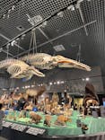 特別展「大哺乳類展３－わけてつなげて大行進」に投稿された画像（2024/5/16）