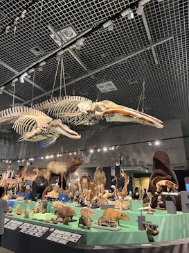 特別展「大哺乳類展３－わけてつなげて大行進」に投稿された画像（2024/5/16）
