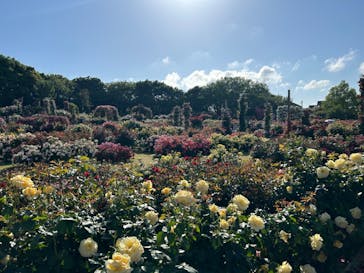 京成バラ園に投稿された画像（2024/5/16）
