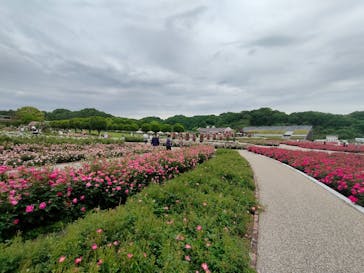 ぎふワールド・ローズガーデンに投稿された画像（2024/5/16）