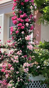 浜名湖花博2024に投稿された画像（2024/5/16）