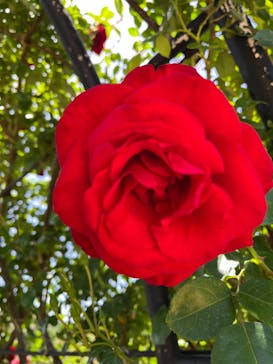 いばらきフラワーパークに投稿された画像（2024/5/17）