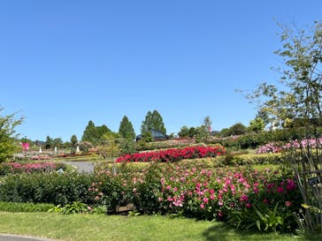 いばらきフラワーパークに投稿された画像（2024/5/17）