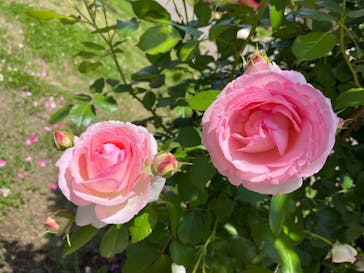 いばらきフラワーパークに投稿された画像（2024/5/17）