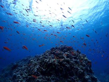 初心者専門マリンサービスサンフィッシュ石垣島に投稿された画像（2024/5/17）