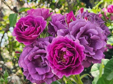 横浜イングリッシュガーデンに投稿された画像（2024/5/17）