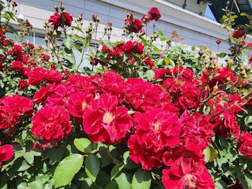 横浜イングリッシュガーデンに投稿された画像（2024/5/17）