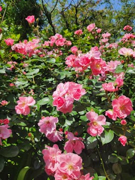 横浜イングリッシュガーデンに投稿された画像（2024/5/17）