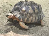 天王寺動物園に投稿された画像（2024/5/17）