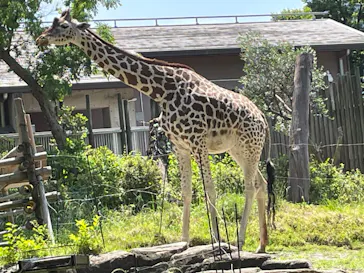 天王寺動物園に投稿された画像（2024/5/17）